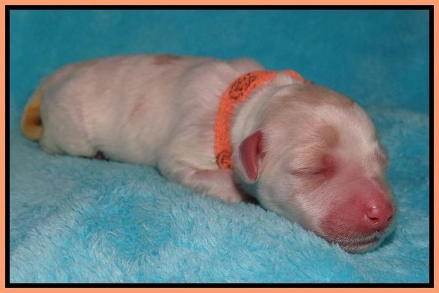 Jollie Marco TExas newborn pups 221