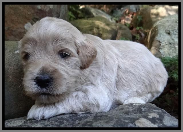 Jolie Marco TExas pups 3 wks old 321