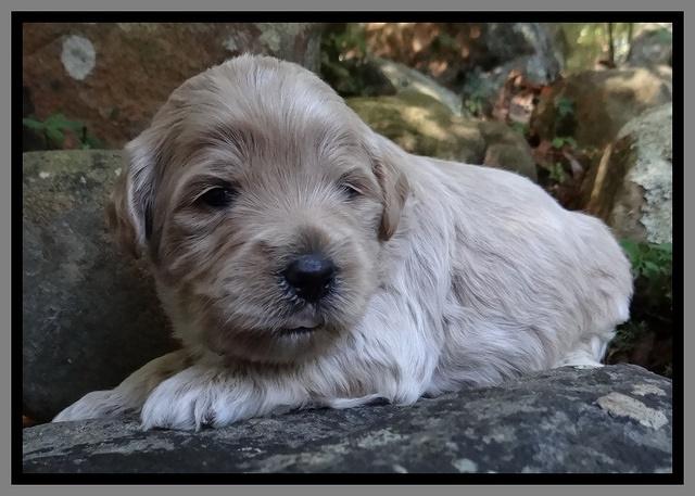 Jolie Marco TExas pups 3 wks old 331