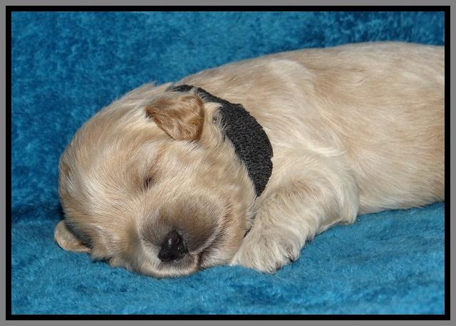 Jolie Marco Tecas pups 2 wks old 341