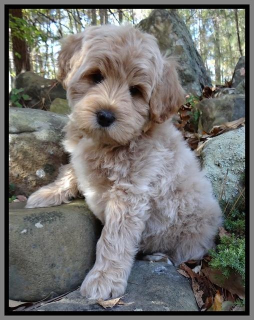 Jolie Tex Max pups 8 wks old 181