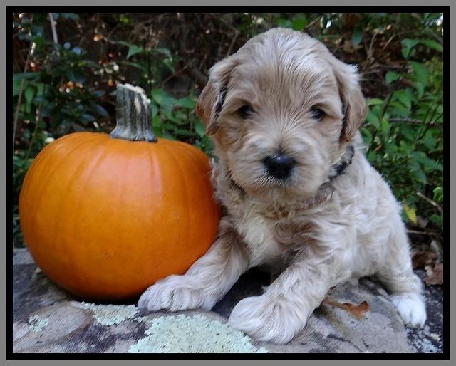 Jolie Texas Marco group pups 4 wks old 361