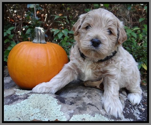 Jolie Texas Marco group pups 4 wks old 371