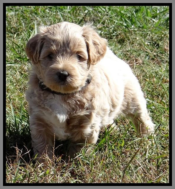 Jolie Texas Marco pups 5 wks old 431