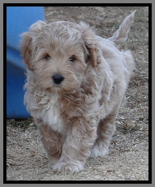 Jolie Texas Marco pups 7 wks old 301