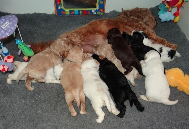 Jolie Marco TExas pups 3 wks old 11