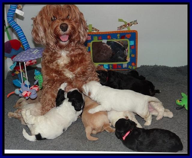 Jolie Marco TExas pups 3 wks old 31