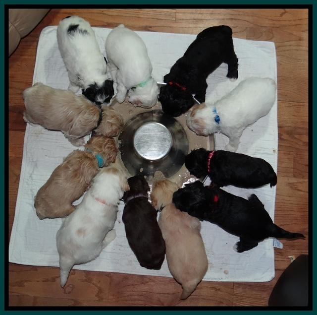 Jolie Texas Marco group pups 4 wks old 431