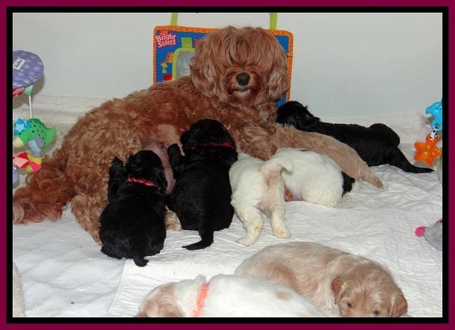 Jolie Texas Marco group pups 4 wks old 441