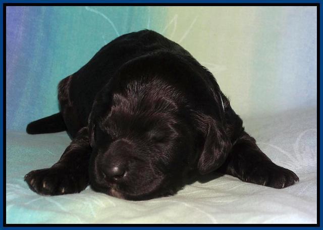 Paris Deacon pups 1 wk old 111
