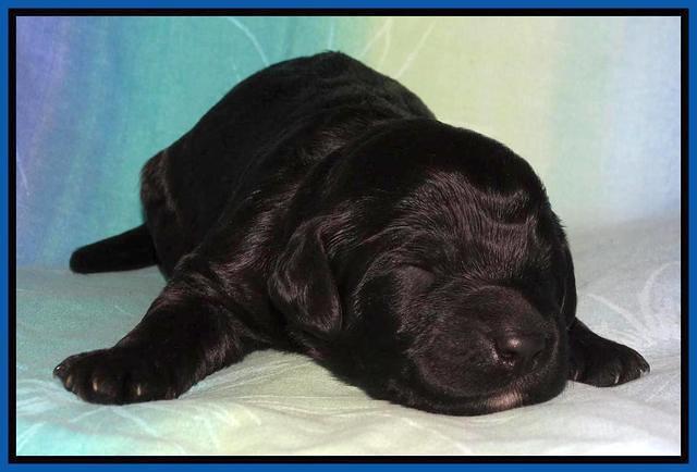 Paris Deacon pups 1 wk old 91