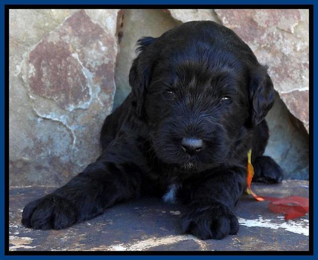 Paris Deacon pups 3 wks old 21