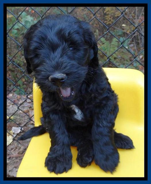 Paris Deacon pups 6 wks old 121