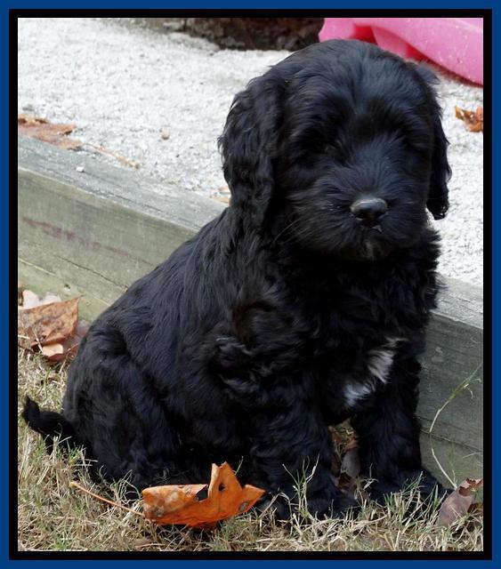 Paris Deacon pups 7 wks old 21