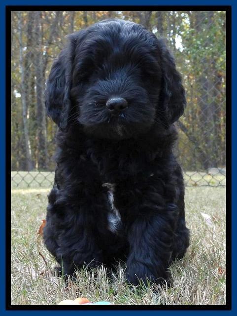 Paris Deacon pups 7 wks old 41