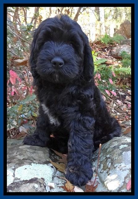 Paris Deacon pups 8 wks old 11