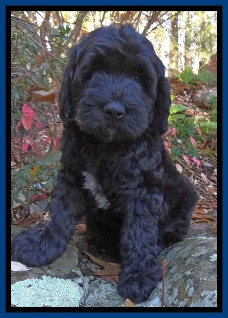 Paris Deacon pups 8 wks old 21