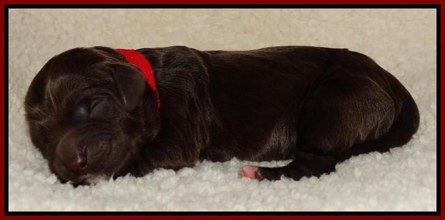 Paris Deacon newborn pups 101