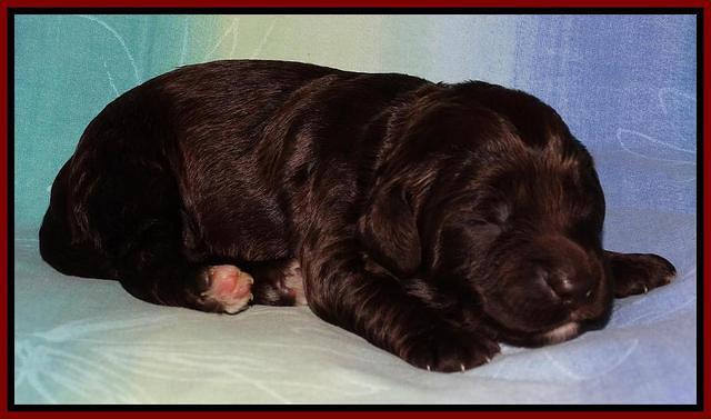 Paris Deacon pups 1 wk old 311