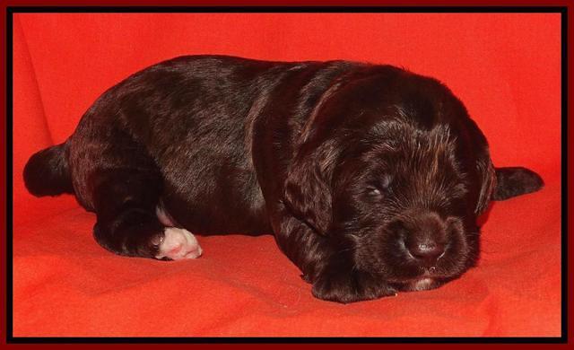 Paris Deacon pups 2 wks old 41
