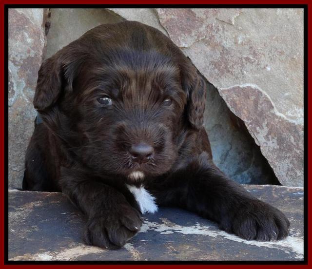 Paris Deacon pups 3 wks old 41