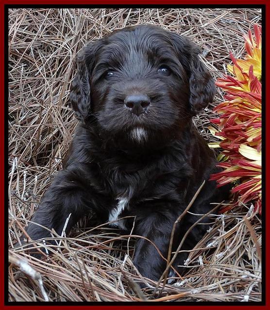 Paris Deacon pups 4 wks old 51