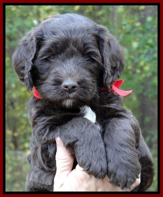 Paris Deacon pups 5 wks old 4200