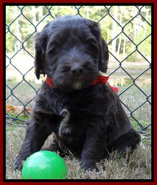 Paris Deacon pups 5 wks old 7200