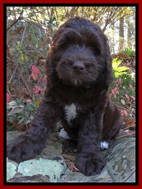 Paris Deacon pups 8 wks old 121