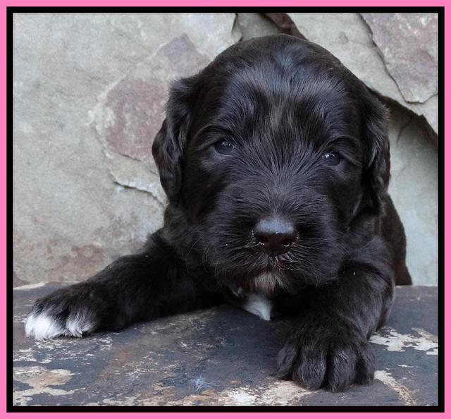 Paris Deacon pups 3 wks old 81