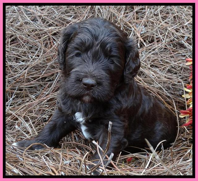 Paris Deacon pups 4 wks old 101