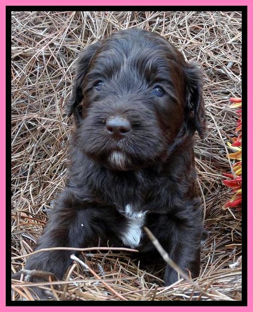 Paris Deacon pups 4 wks old 81