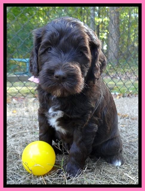Paris Deacon pups 5 wks old 9200