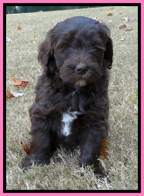 Paris Deacon pups 7 wks old 101