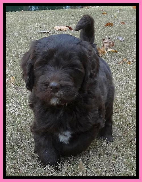 Paris Deacon pups 7 wks old 91
