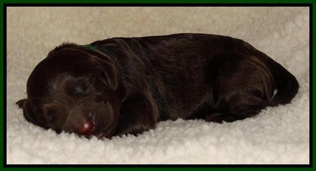 Paris Deacon newborn pups 31