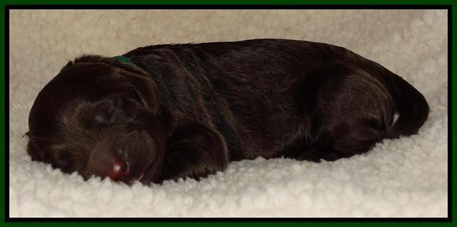 Paris Deacon newborn pups 41