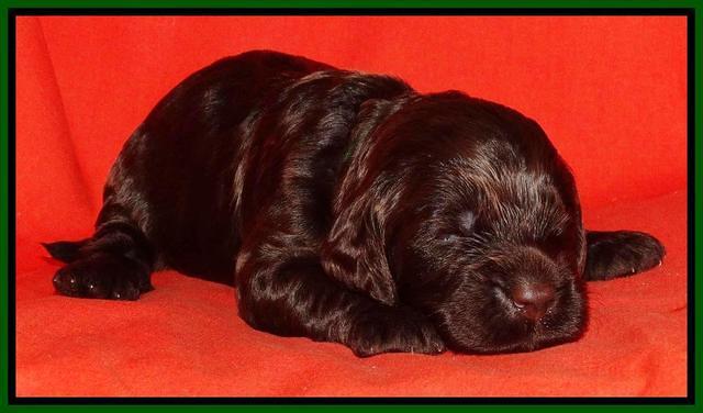 Paris Deacon pups 2 wks old 111