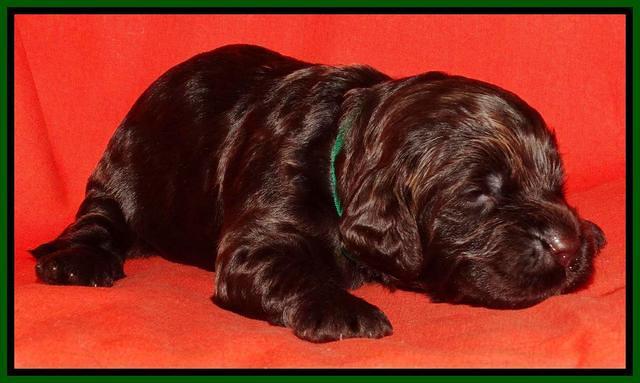 Paris Deacon pups 2 wks old 121