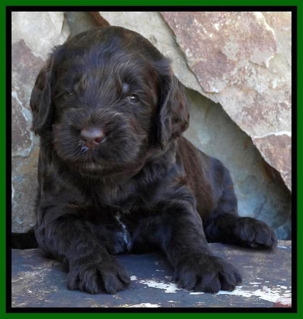 Paris Deacon pups 3 wks old 101