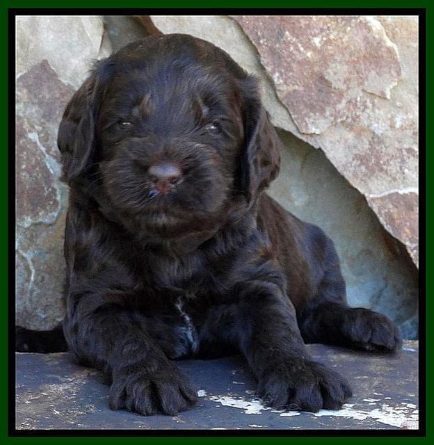 Paris Deacon pups 3 wks old 111