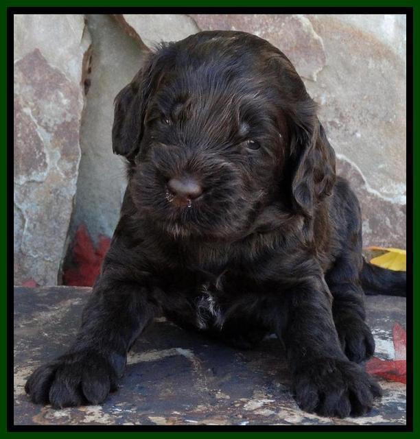 Paris Deacon pups 3 wks old 121