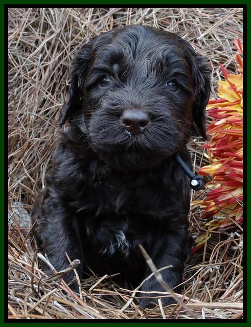 Paris Deacon pups 4 wks old 111