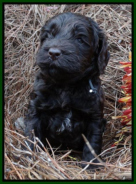 Paris Deacon pups 4 wks old 121