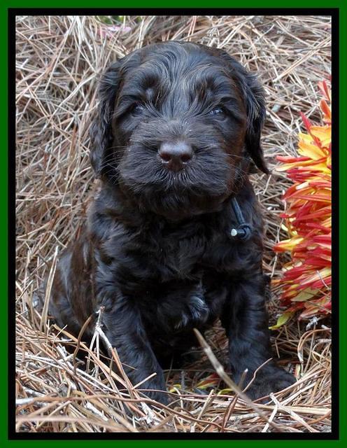 Paris Deacon pups 4 wks old 131
