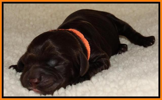 Paris Deacon newborn pups 61