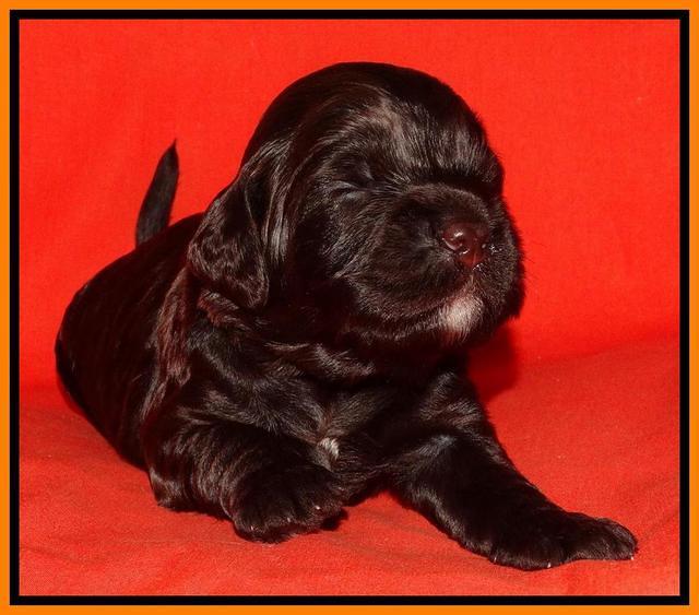 Paris Deacon pups 2 wks old 131