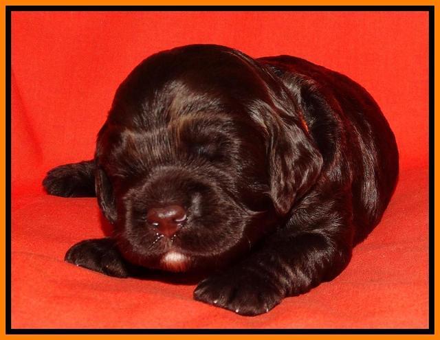Paris Deacon pups 2 wks old 151