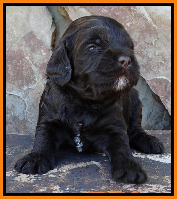 Paris Deacon pups 3 wks old 141