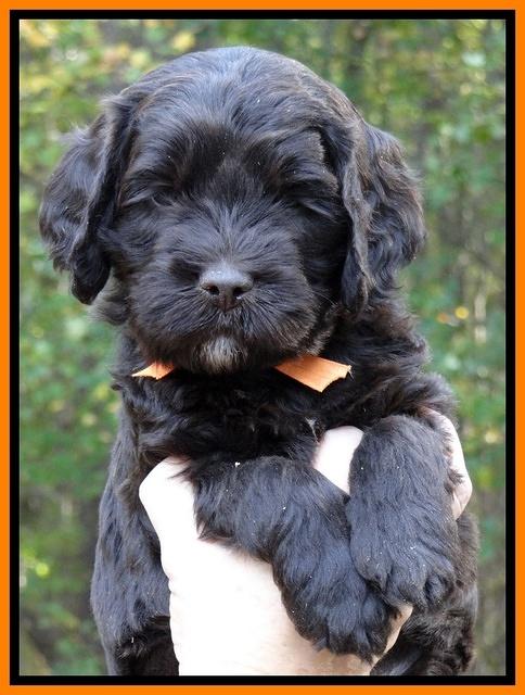 Paris Deacon pups 5 wks old 19200